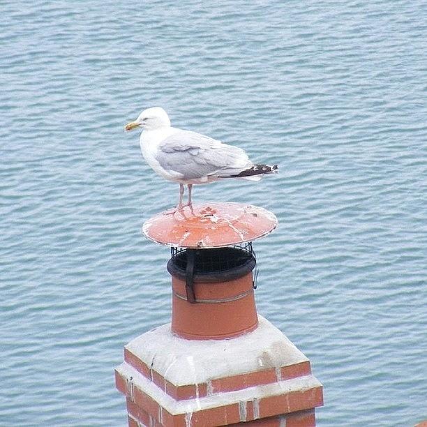Feather Photograph - Seagull resting on chimney by Lois Papworth
