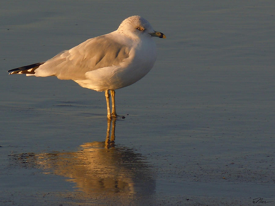 Seagull Rests at Dusk Photograph by Nancy Griswold
