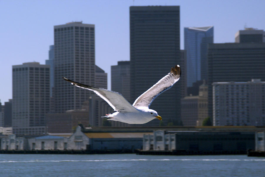 Seagull Photograph by Rod Jones