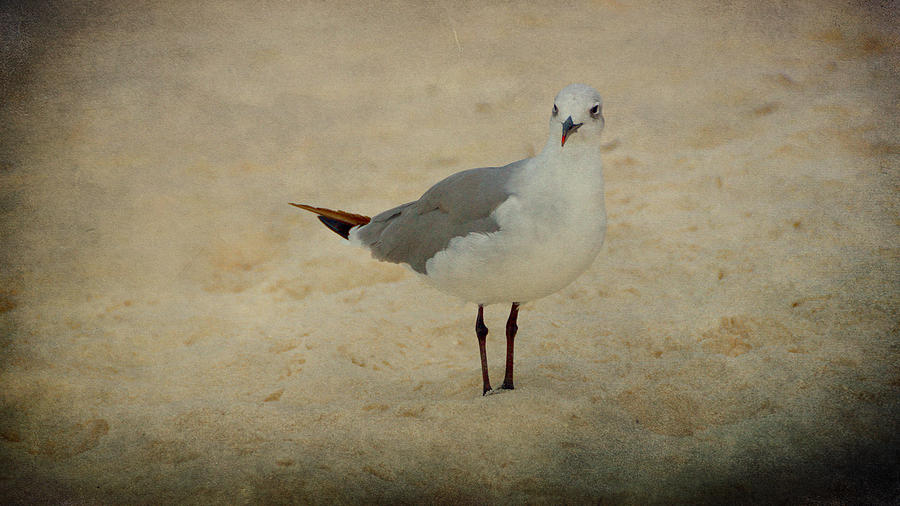 Bird Photograph - Gull by Sandy Keeton