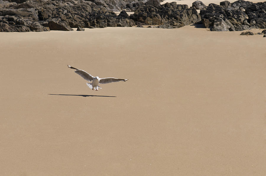 Seagull Spreads Its Wings On The Beach  Photograph by U Schade