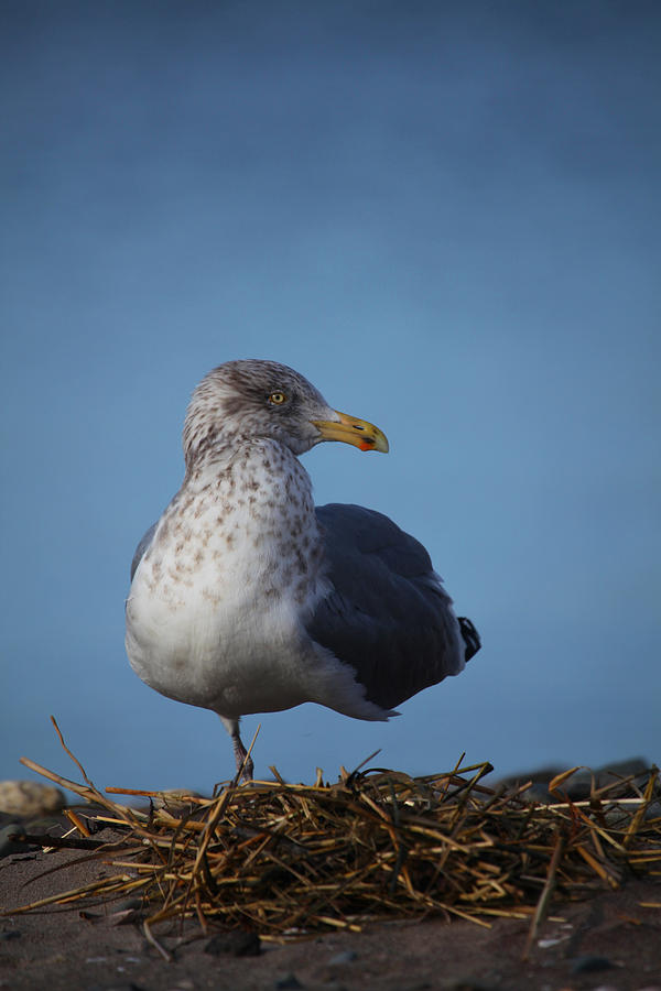 Seagull Stance Photograph by Karol Livote