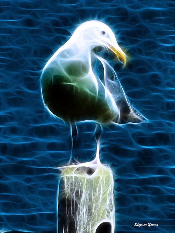 Seagull Digital Art by Stephen Younts