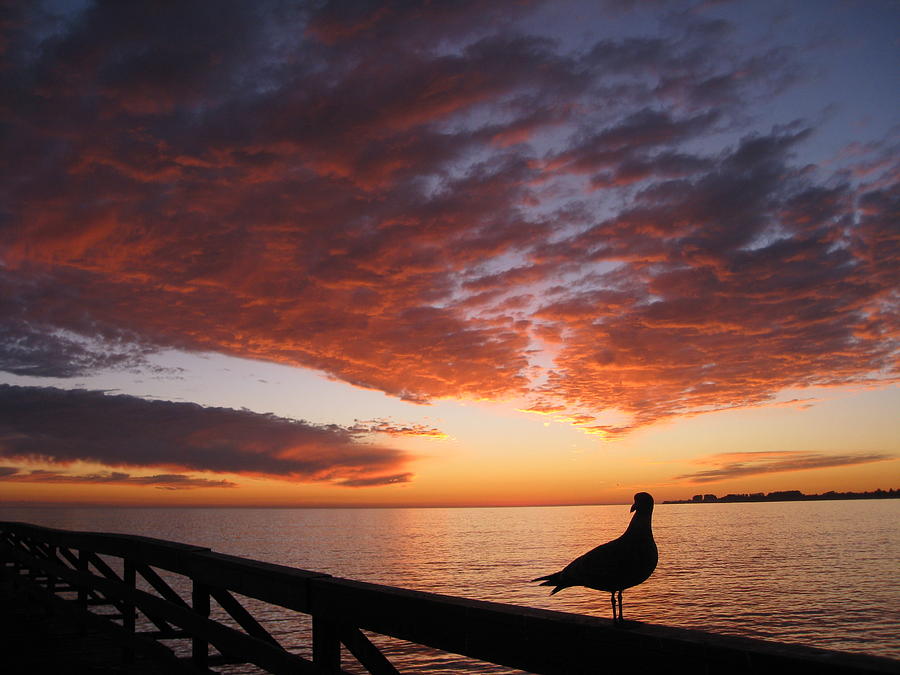 Seagull Sunset Photograph by Amelia Racca