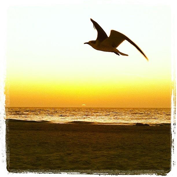 Sunset Photograph - Seagull Sunset by Jordan Roberts