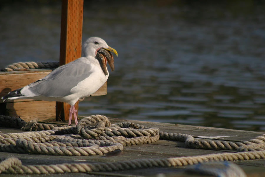 Line Photograph - Seagull Swallows Starfish by Kym Backland