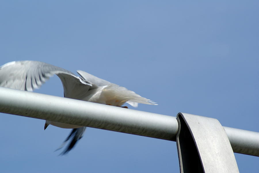 Seagull Takeoff Photograph by Ben Upham III Seagull Takeoff Photograph by Ben Upham III