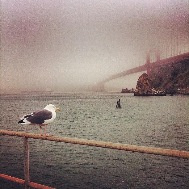 Goldengate Photograph - Seagull Watching The Golden Gate Bridge by Olivier Pasco