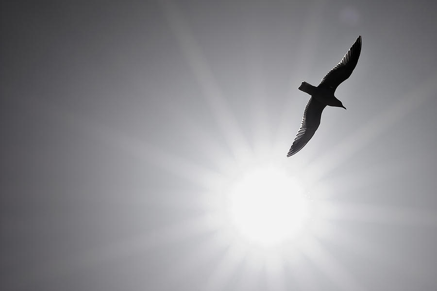 Seagull Photograph - Seagull Wing Touches the Sun by Jeramie Curtice