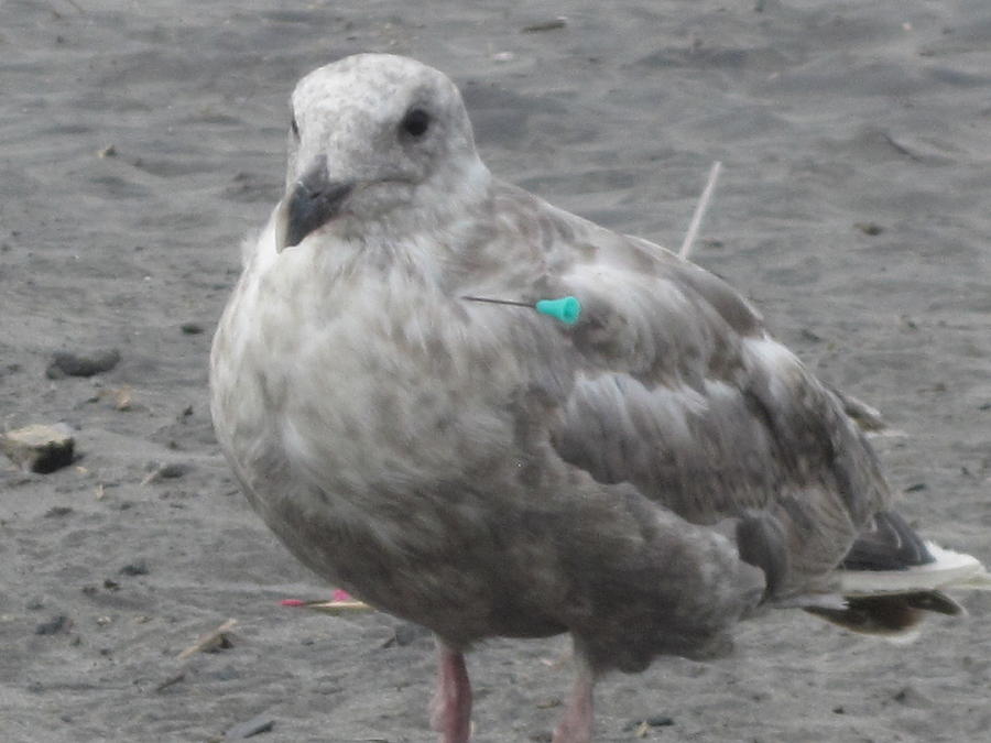 Seagull With A Needle Photograph