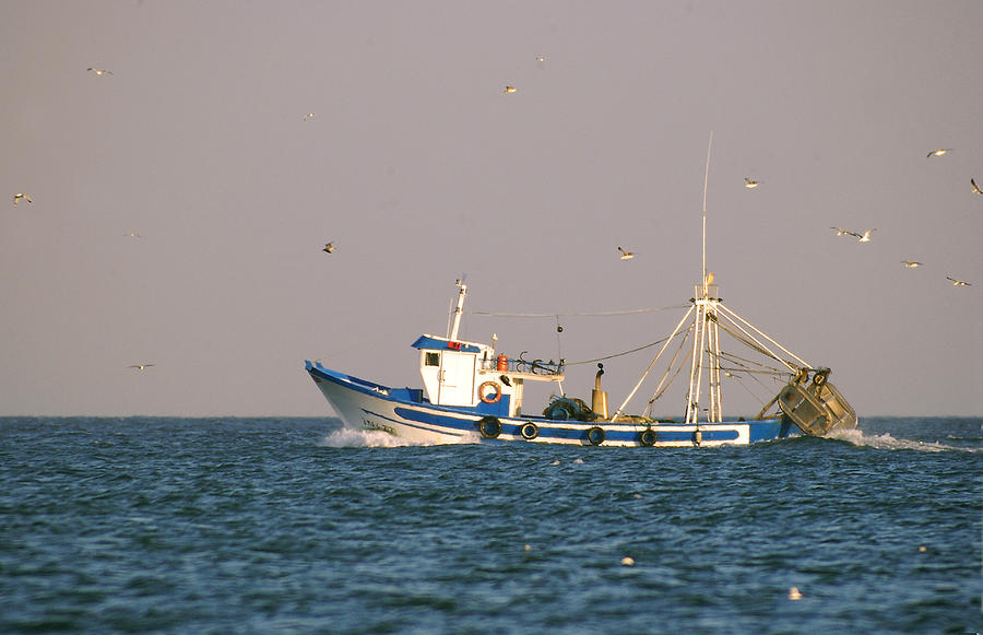 Seagulls and fishing boat Photograph by Perry Van Munster