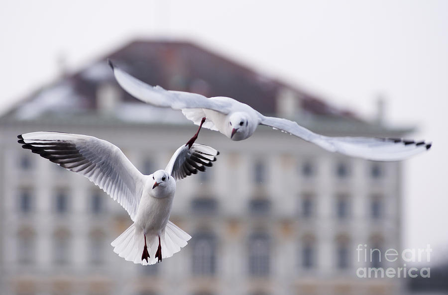 Seagulls at Nymphenburg Palace Photograph by Andrew  Michael