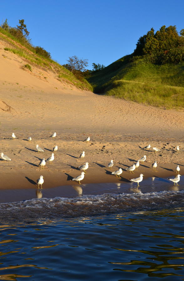 Lake Michigan Photograph - Seagulls at the Bowl by Michelle Calkins