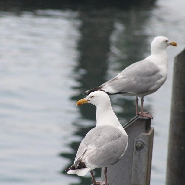 Bird Photograph - Seagulls At The Fish Pier  by Justin Connor