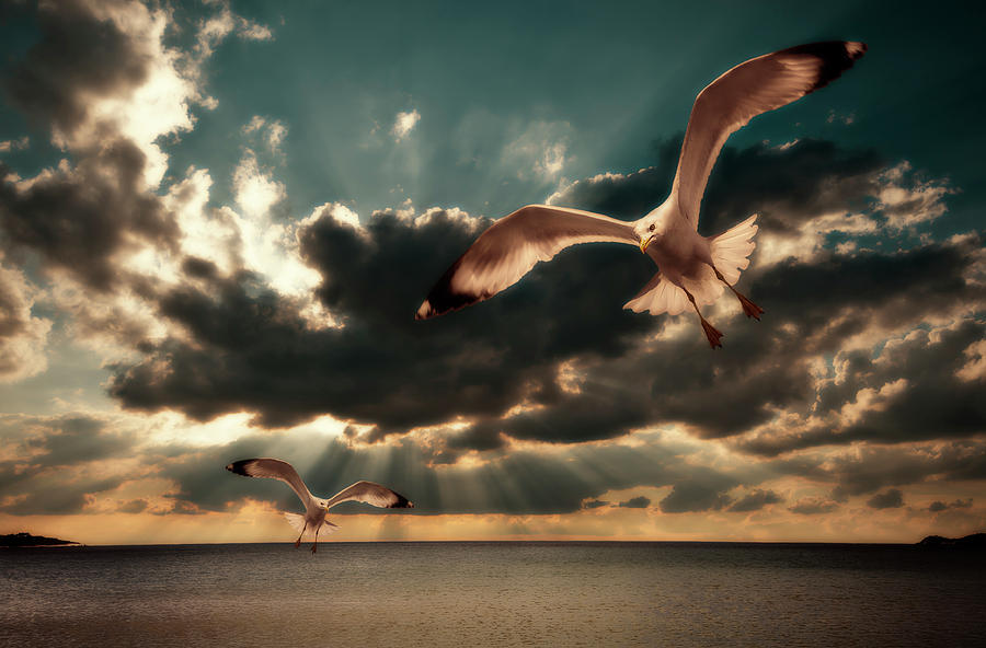 Seagull Photograph - Seagulls In A Grunge Style by Meirion Matthias