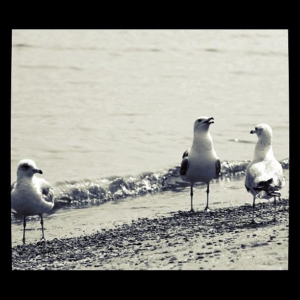 Black And White Photograph - Seagulls in BW by Justin Connor