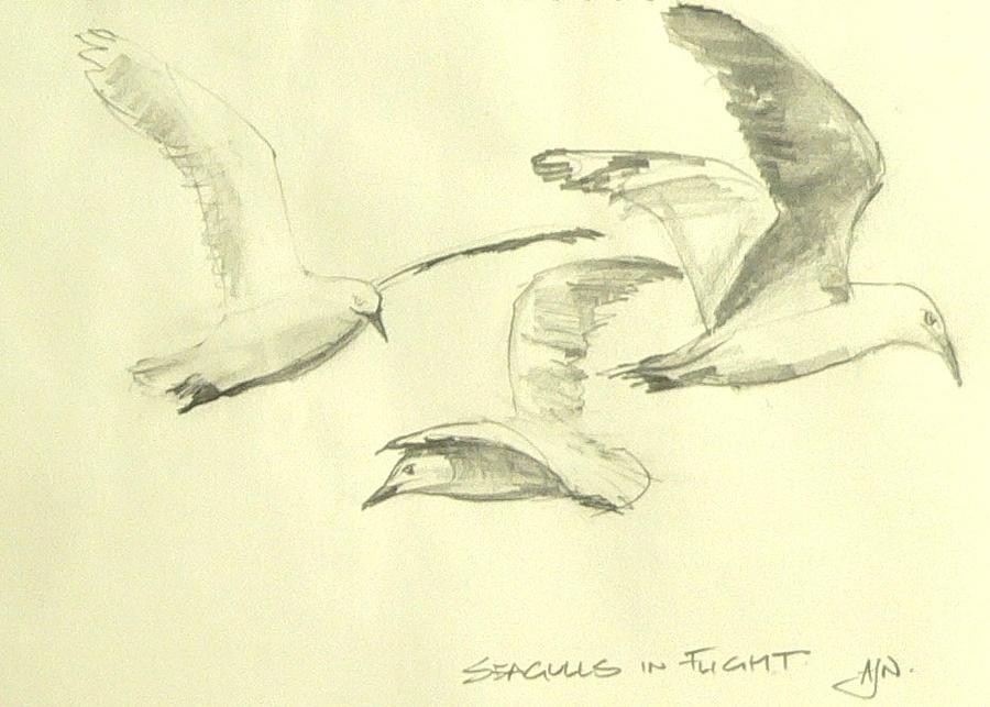 Seagulls In Flight 2 Drawing by Tony Northover