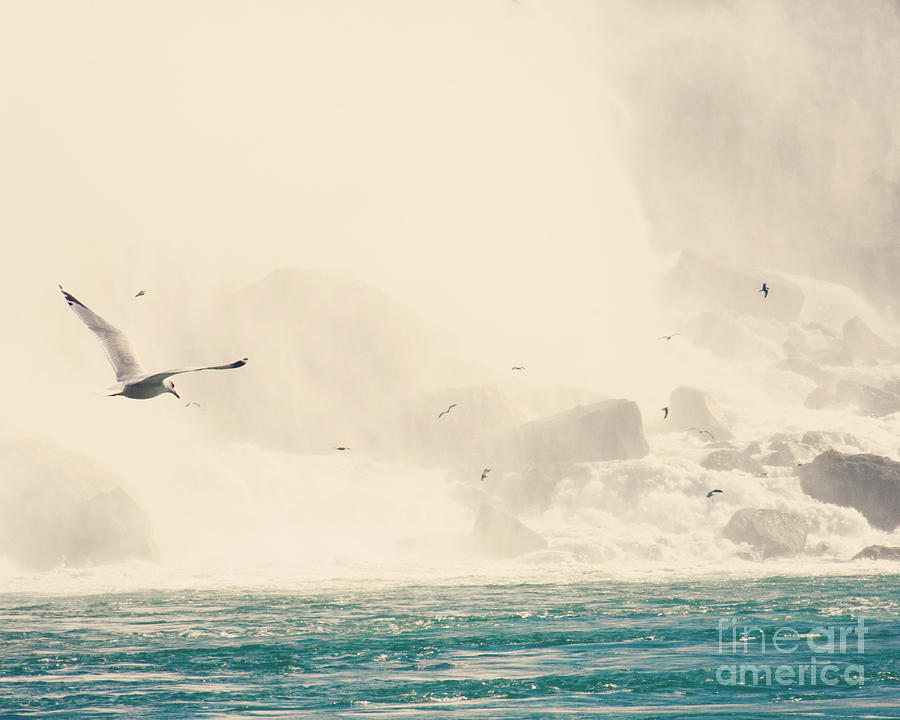 Seagulls in Flight, Niagara Falls Photograph by Erin Johnson - Fine Art ...