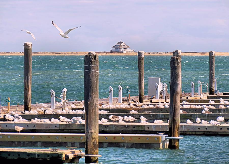 Seagulls Photograph by Janice Drew