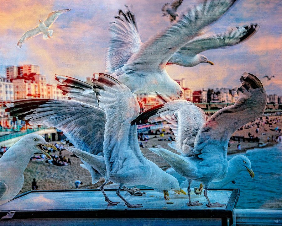 Seagulls on Brighton Pier Photograph by Chris Lord