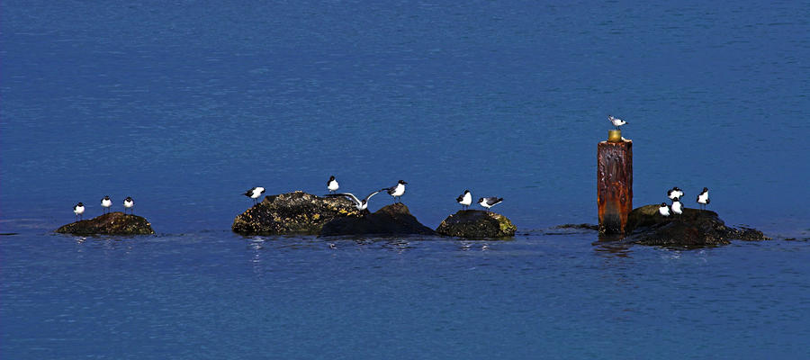Seagulls on Rocks-2- St Lucia Photograph by Chester Williams