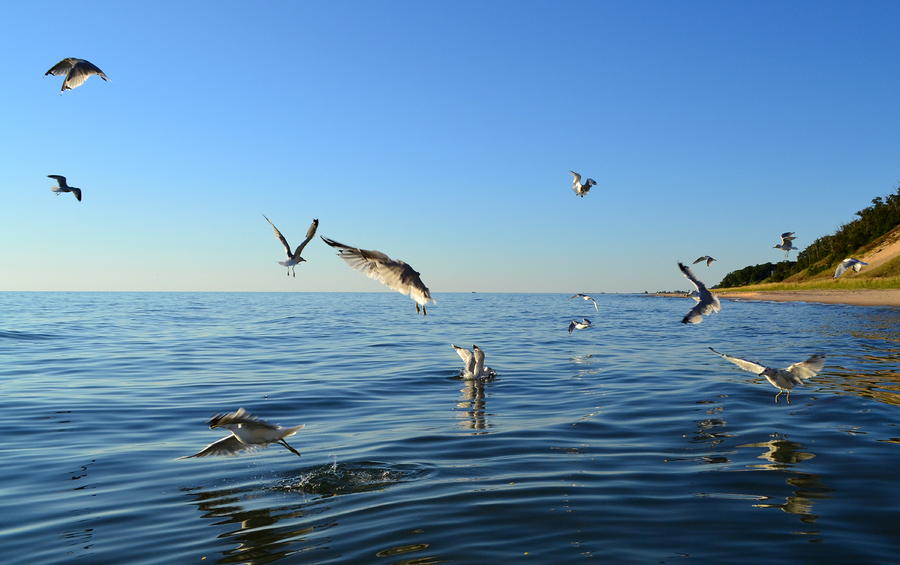 Lake Michigan Photograph - Seagulls over Lake Michigan by Michelle Calkins