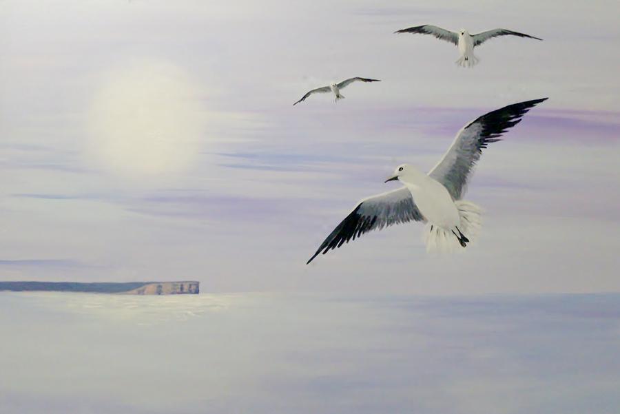 Seagulls Pt Perpendicular Painting by Anne Gardner