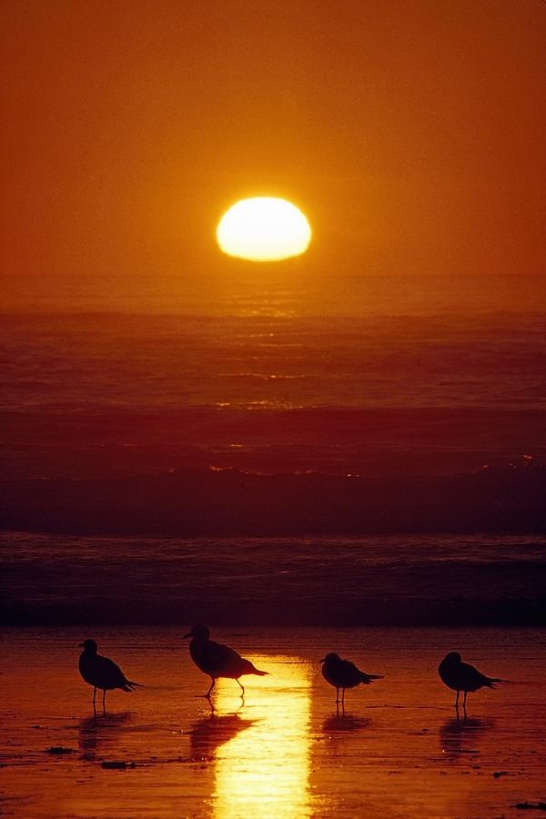 Seagulls, Shishi Beach, Washington, Usa Photograph