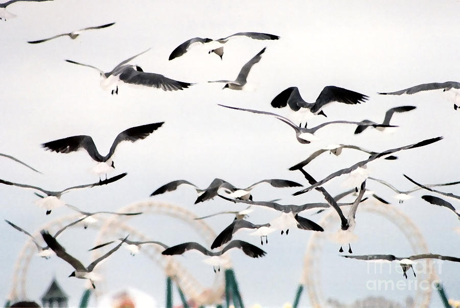 Seagulls Photograph by Susan Stevenson