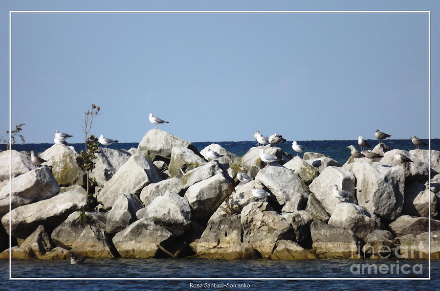 Seagull Photograph - Seaguls on boulders in Lake Erie by Rose Santuci-Sofranko