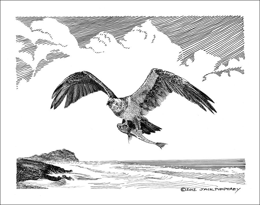 Seahawk dinnertime Drawing by Jack Pumphrey