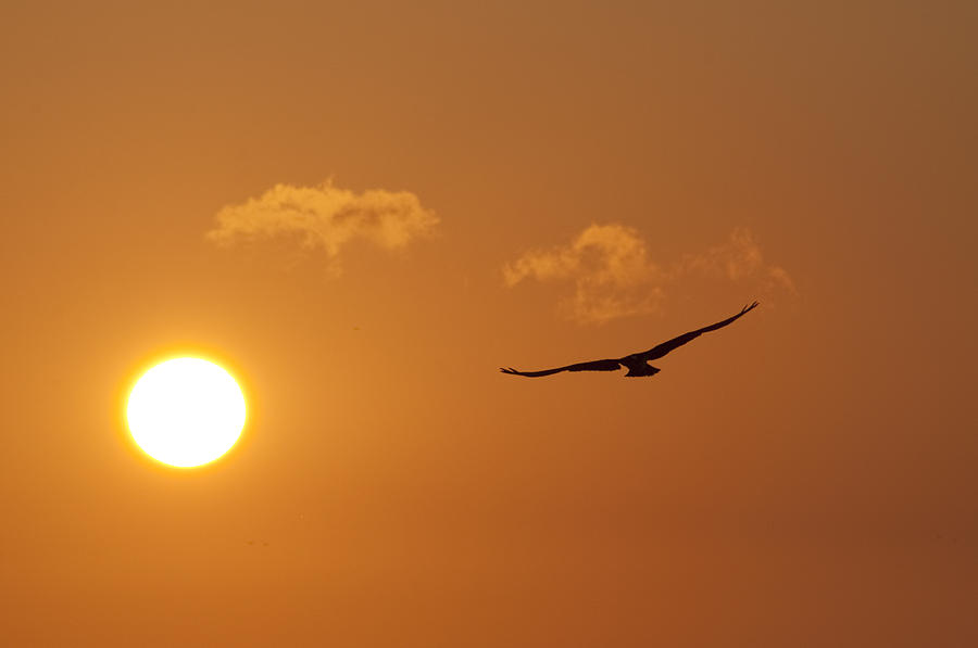 Osprey Photograph - Seahawk Sunrise by Bill Cannon