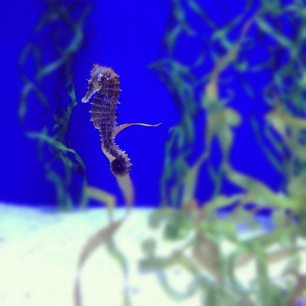 Seahorse Photograph - Seahorse by Eddy Welch