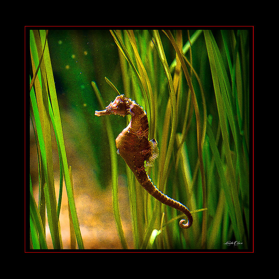 Seahorse Photograph by Linda Olsen