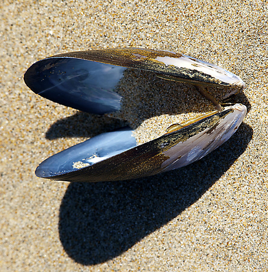 Seal Beach Mussel Photograph by Joe Schofield