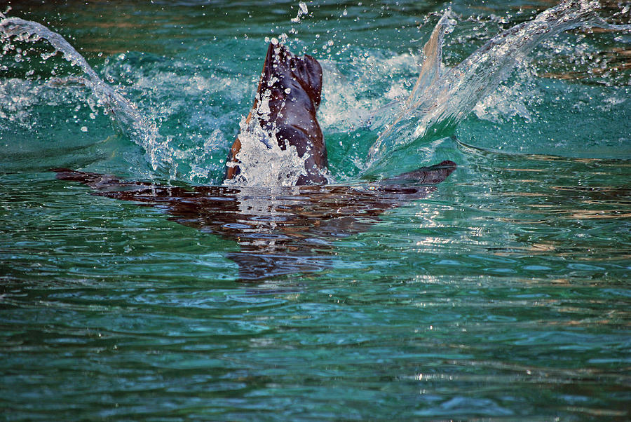 Animal Photograph - Seal Dive by Michelle Cruz