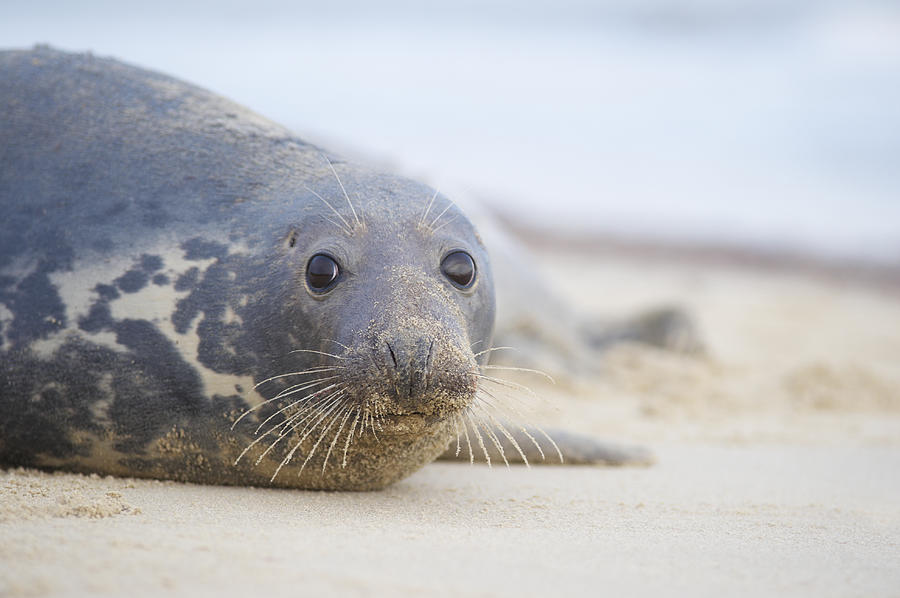 Seal Face Close Up At Beach Photograph by Dougal Waters