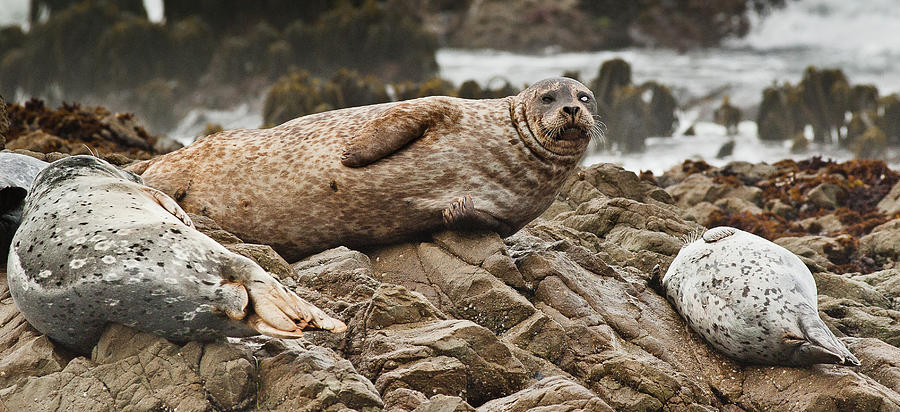 Seal Old Timers Photograph by Greg Nyquist