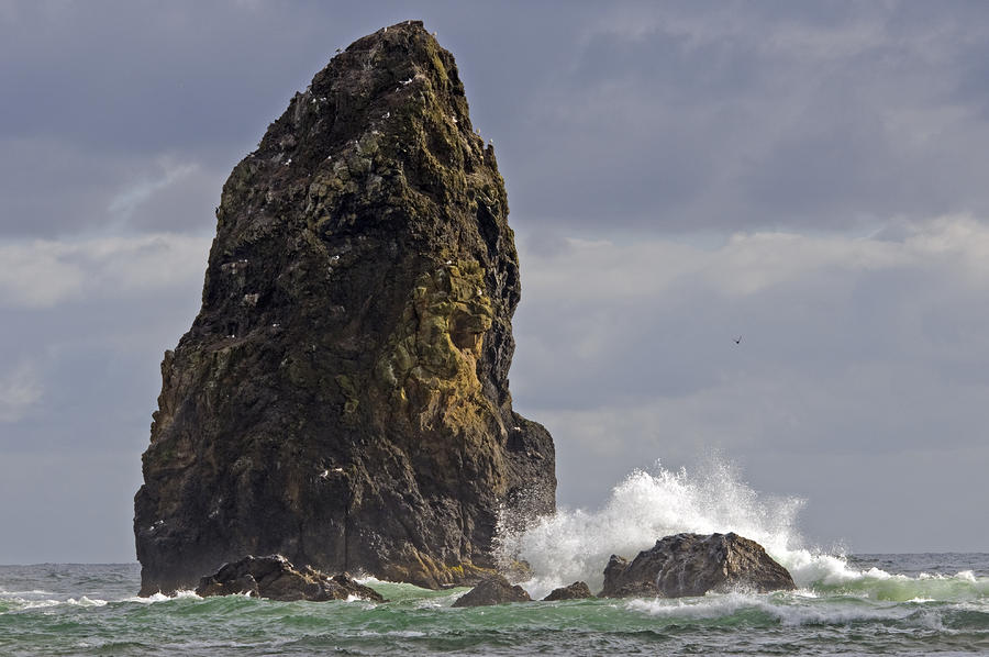 Seal Rock Photograph by Wade Aiken