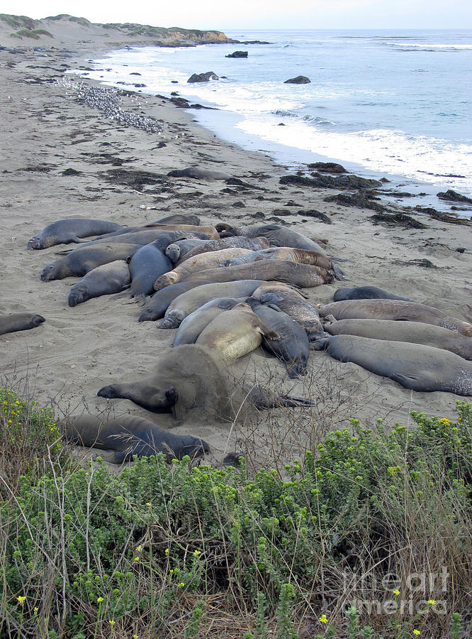 Wildlife Photograph - Seal SPA. Sand bath by Ausra Huntington nee Paulauskaite