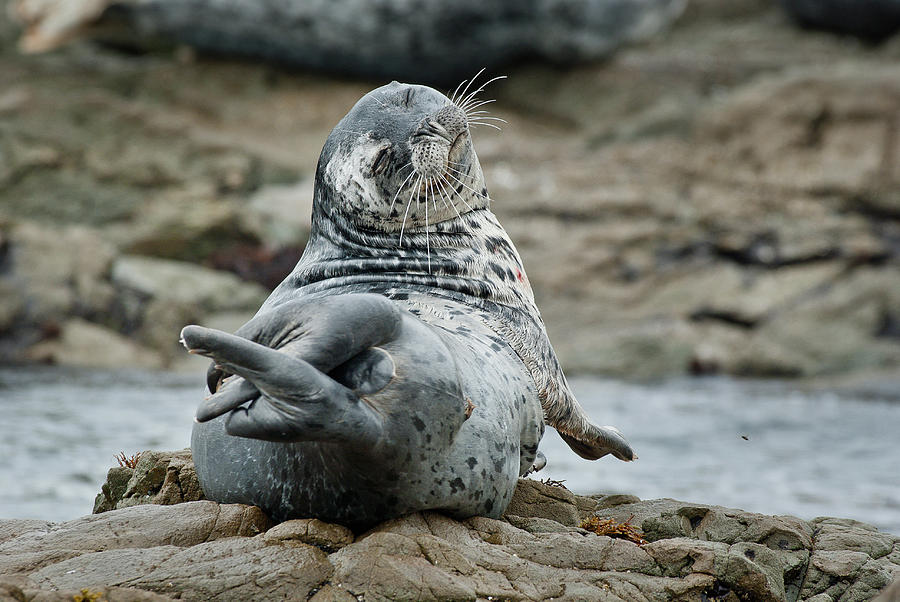 Seal Stretch Photograph by Greg Nyquist
