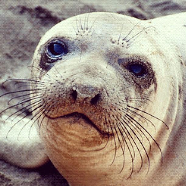 Animal Photograph - #sealoin #sea #ocean #pacific #mammal by Michael Lynch