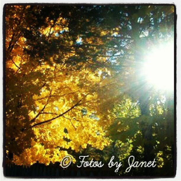 Nature Photograph - Searching #yellow #sun #tree #trees by Janet Ortiz