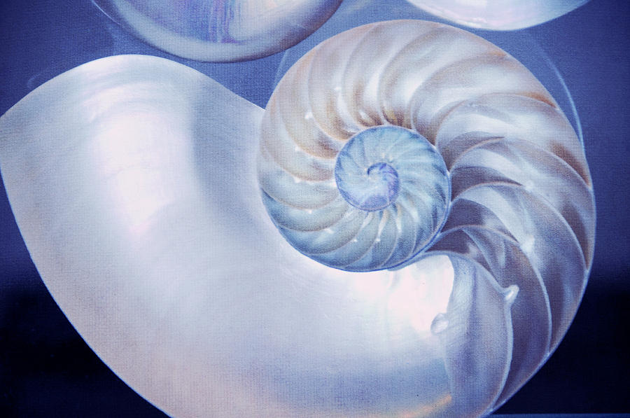 SeaShell. Blue Version  Photograph by Jenny Rainbow
