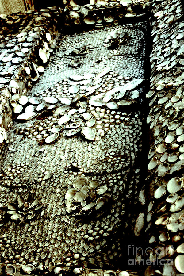 Seashell I Photograph by Susan Riedl - Fine Art America