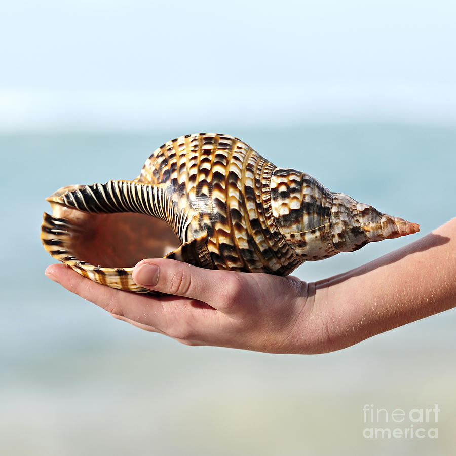 Seashell in hand 2 Photograph by Elena Elisseeva