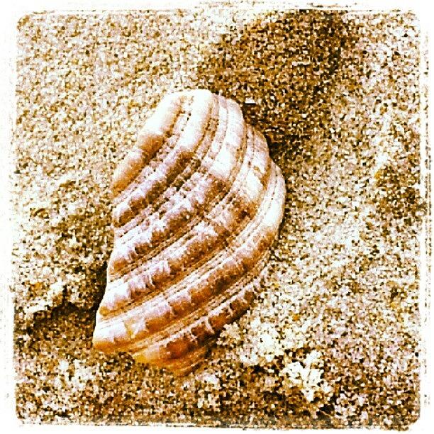 Seashell Photograph by Kristy Vlad