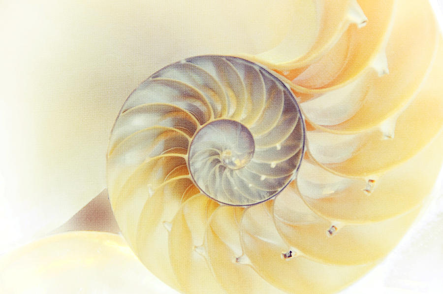 SeaShell. Light Version Photograph by Jenny Rainbow