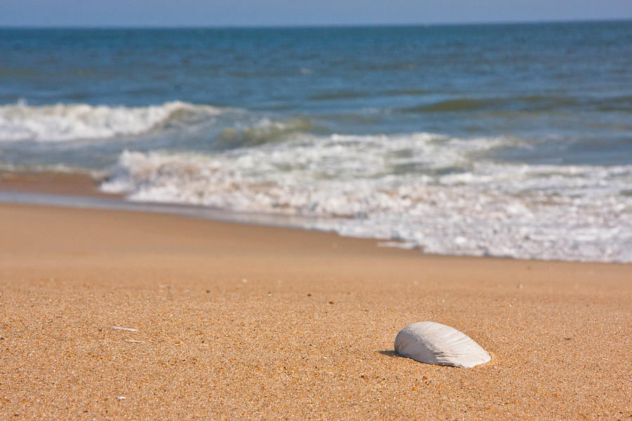 Seashell on the seashore Photograph by Kelley Nelson