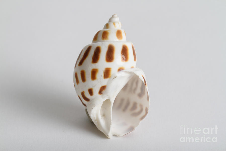 Seashell Photograph by Photo Researchers